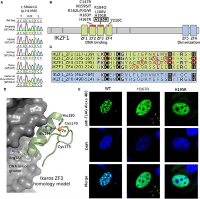 Familial Immune Thrombocytopenia Associated With a Novel Variant in IKZF1